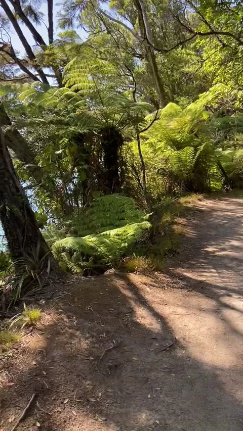 Hiking in Abel Tasman Vidéo 343952909