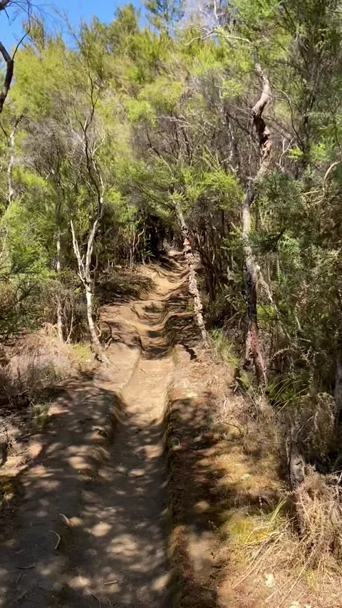 Hiking in Abel Tasman Vidéo 343952913
