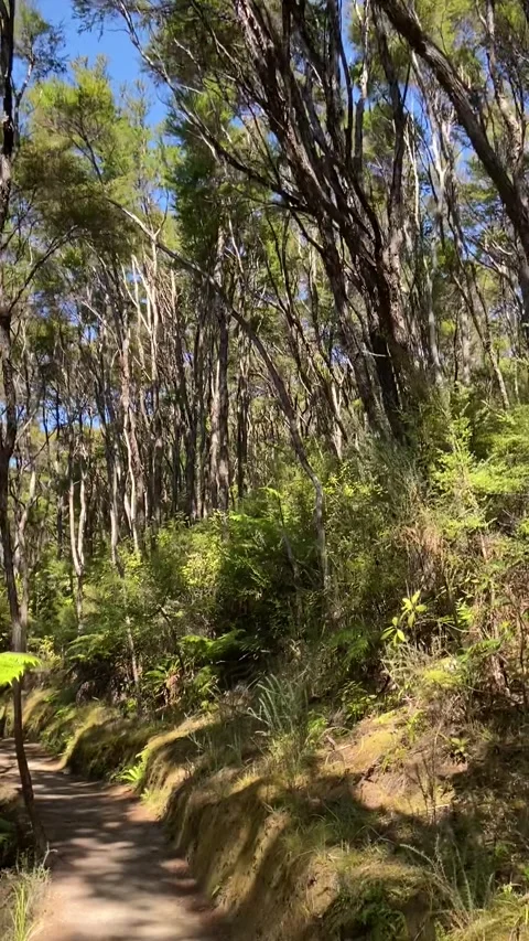 Hiking in Abel Tasman Видео 343952928