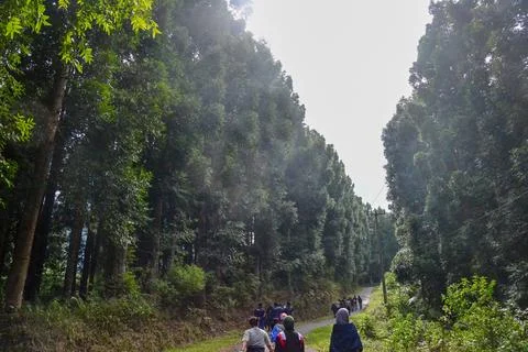 Hiking Adventure in the Forest Stock Photos
