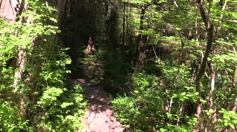 Hiking  Alaska Video stock 40464916
