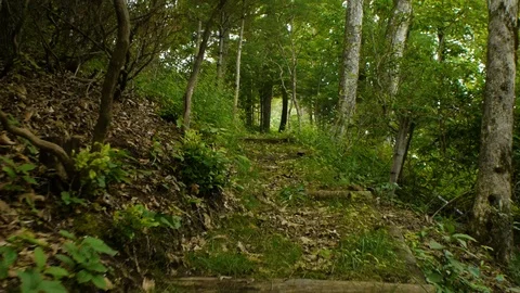 Hiking along a clear forest pathway Stock Footage 99117150