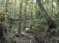 Hiking Along The Cotee River Footage