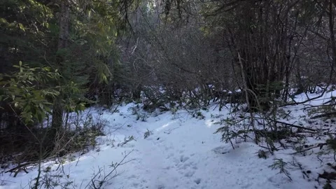 Hiking along a forest trail in Mount Hood National Forest, Oregon, USA at winter 库存影片 330925235