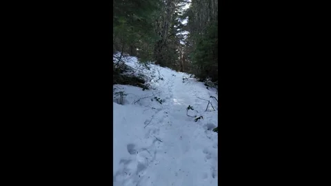 Hiking along a forest trail in Mount Hood National Forest, Oregon, USA at winter Stock Footage 330925348