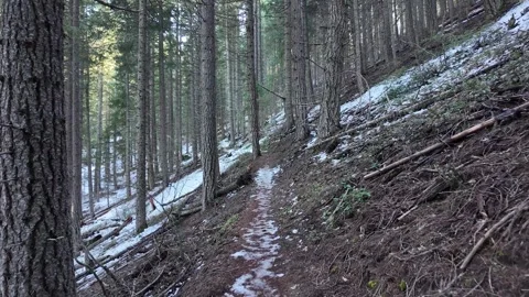 Hiking along a forest trail in Mount Hood National Forest, Oregon, USA at winter Stock Footage 330925549