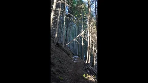 Hiking along a forest trail in Mount Hood National Forest, Oregon, USA at winter 库存影片 330925615