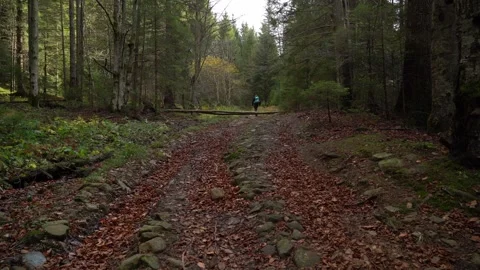 Hiking along a forest trail with rocky path and fallen leaves in autumn Stock Footage 329057060