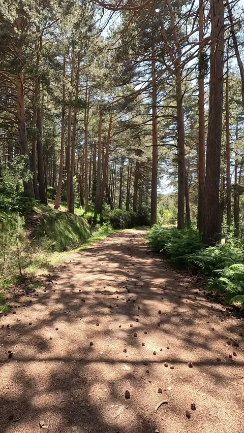 Hiking along a trail in a forest vertical Stock Footage 278922705