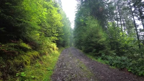 Hiking along an Unpaved Logging Trail in the Carpathian Mountains Stock Footage 140620992