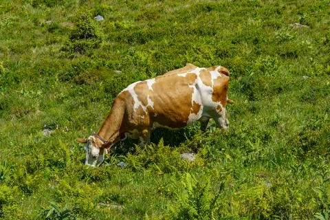 Hiking in the alps Foto stock