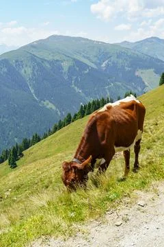 Hiking in the alps Stock Photos