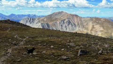 Hiking Aussie Dog Mount Yale 14er Collegiate Peaks Wilderness Sawatch Range top Stock Footage 346113993