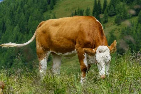 Hiking in austria Foto stock