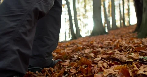 Hiking in the autumn forest with a backpack. Stock Footage 195652064