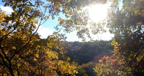 Hiking in the autumn forest Stock Footage 118419387
