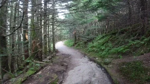 Hiking backpacking through the forest in the US Video stock 200728425