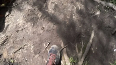 Hiking boots walking through the forest land with roots Stock Footage 79324588