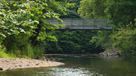 Hiking Bridge Over River, Lush Green Forest, Tranquil Scene Stock Footage 212976236
