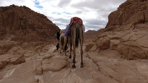 Hiking with camels and dogs in the Egyptian Sinai Gimbal Stabilised Stock Footage