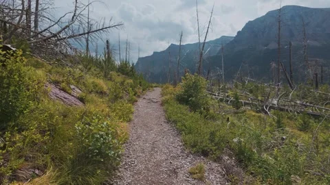 Hiking in a Canada forest after a wildfire burnt the trees Stock Footage 312565149