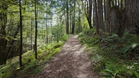 Hiking dirt path through lush redwood forest in california Vídeo Stock 340483328