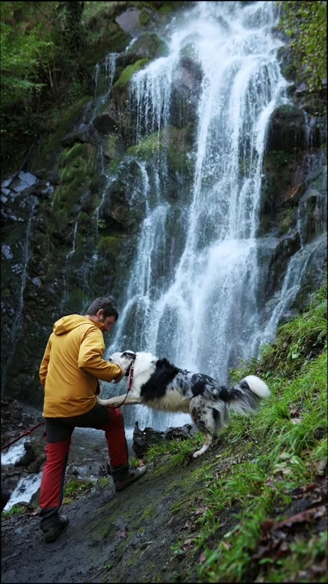 Hiking with a dog Stock Footage 290052990