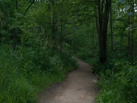Hiking down dirt path through woods in Ohio Video stock 82674188