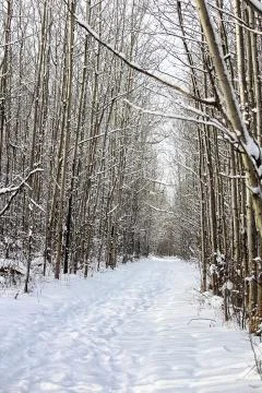 Hiking down a forest path in winter Stock Photos