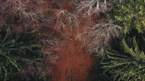 Hiking during autumn in the forest 動画素材 167667334