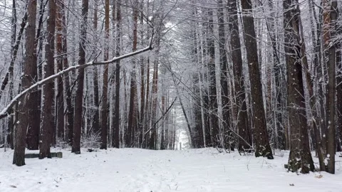 Hiking during winter time through forest with tall trees, everything is covered Stock Footage 144942431
