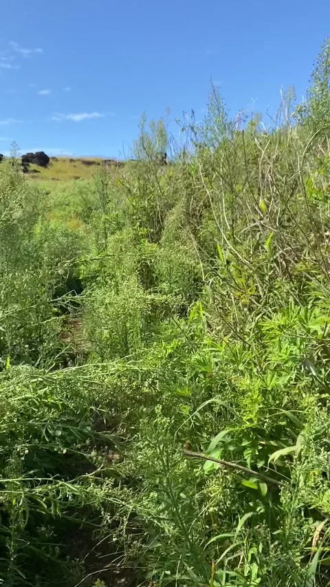 Hiking in Easter Island 库存影片 342841335