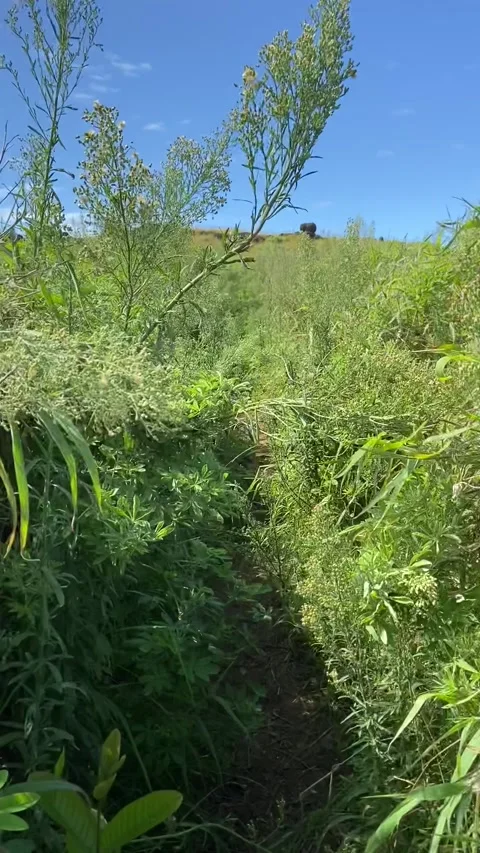Hiking in Easter Island Видео 342841406