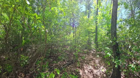 Hiking on Empty Hannah Run Trail Vídeo Stock 332182459