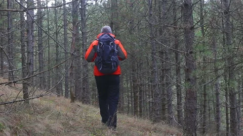 Hiking at evergreen tree forest Stock Footage 145429293
