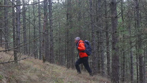 Hiking at evergreen tree forest Stock Footage 145429603