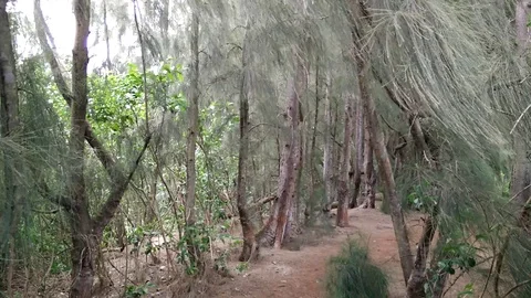 Hiking Stock Footage 104780413