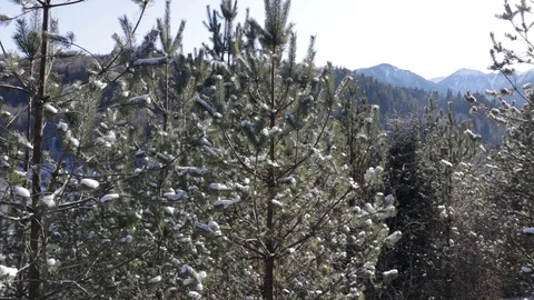 Hiking Stock Footage 123165731