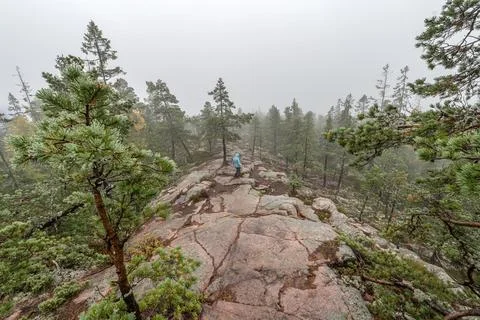 Hiking footpath in forest between trees in Skuleskogen National Park in Swe.. Stock Photos