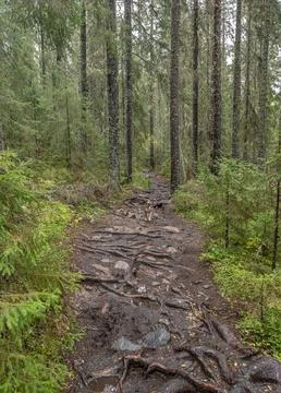 Hiking footpath in forest between trees in Skuleskogen National Park in Swede Stock Photos