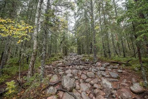 Hiking footpath in forest between trees in Skuleskogen National Park in Swede Stock Photos