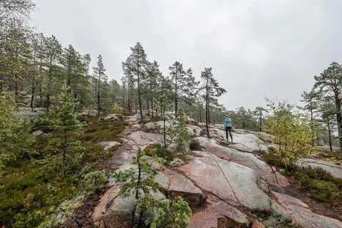 Hiking footpath in forest between trees in Skuleskogen National Park in Swe.. Stock Photos