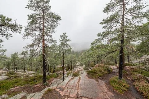 Hiking footpath in forest between trees in Skuleskogen National Park in Swede Stock Photos
