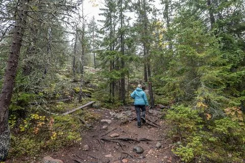 Hiking footpath in forest between trees in Skuleskogen National Park in Swe.. Stock Photos