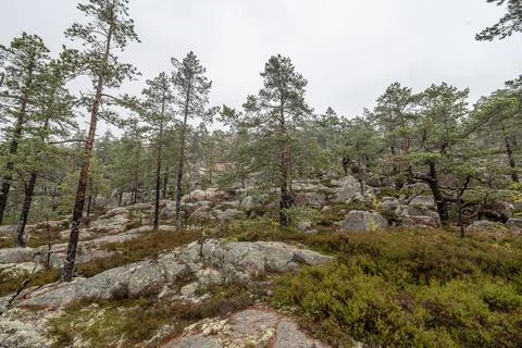 Hiking footpath in forest between trees in Skuleskogen National Park in Swede Stock Photos