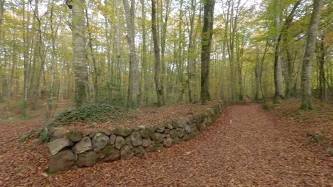 Hiking on a footpath in the forest Stock Footage 147501728