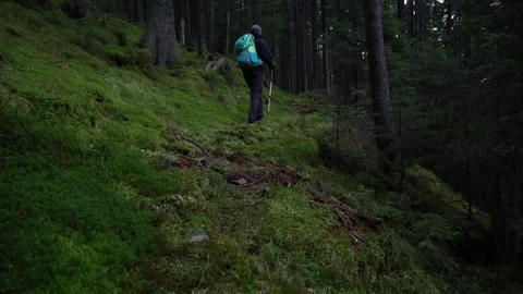 Hiking in a forest during the early morning in a quiet area Stock Footage 329057046
