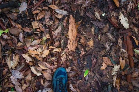 Hiking in the forest, exploring nature concept with men stepping on forest fl Stock Photos