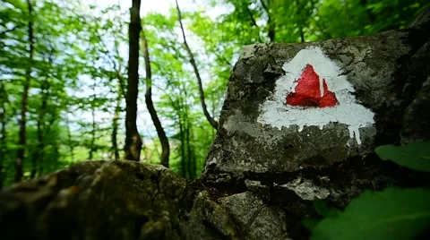 Hiking in the forest Vidéo 63856209