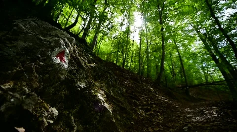 Hiking in the forest Vídeo Stock 63856234